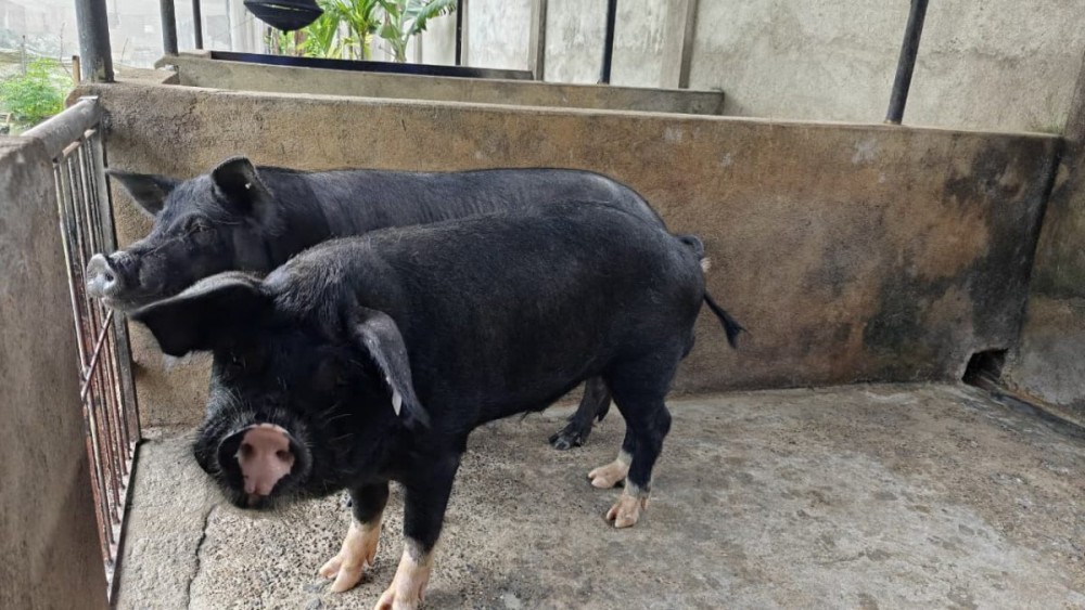 The Kohima DC has issued an order declaring containment measures following the confirmation of an outbreak of ASF in parts of Kohima district. (Morung file Photo)